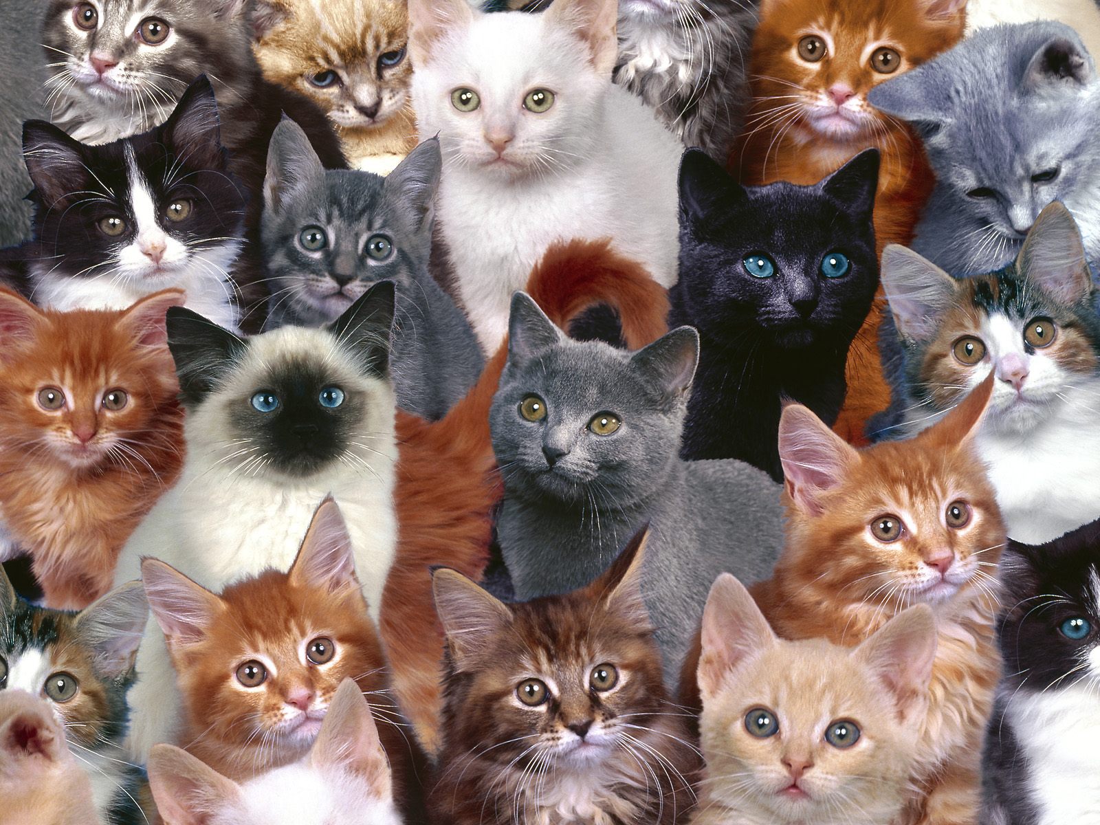 Lot of cats.jpg
