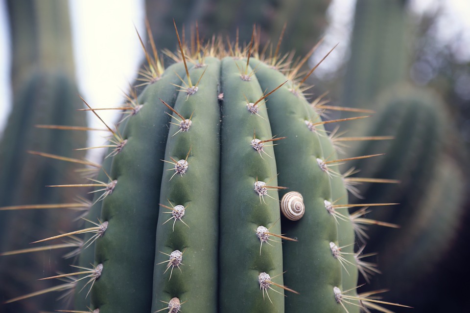 cactus 3.jpg