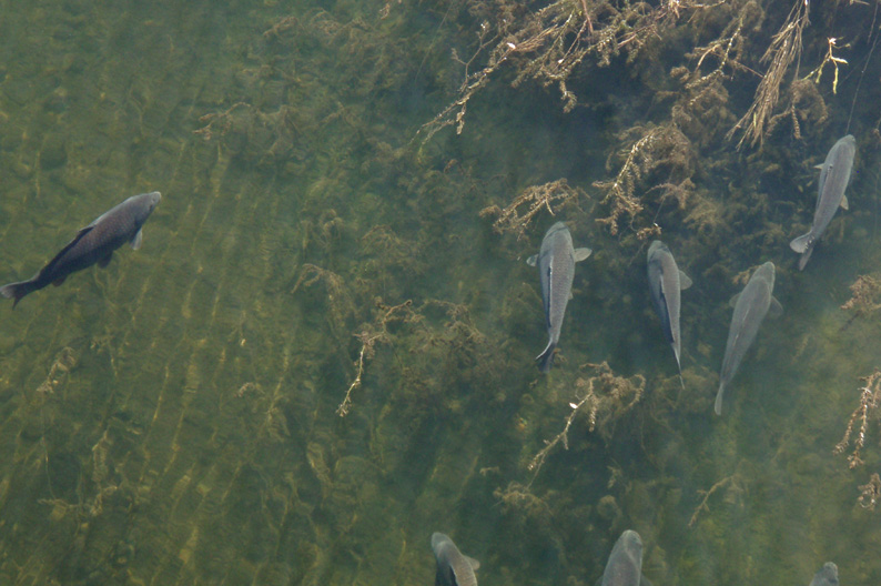 carpes sous le pont d'Ay.jpg