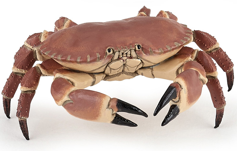 Q CRABE.jpg