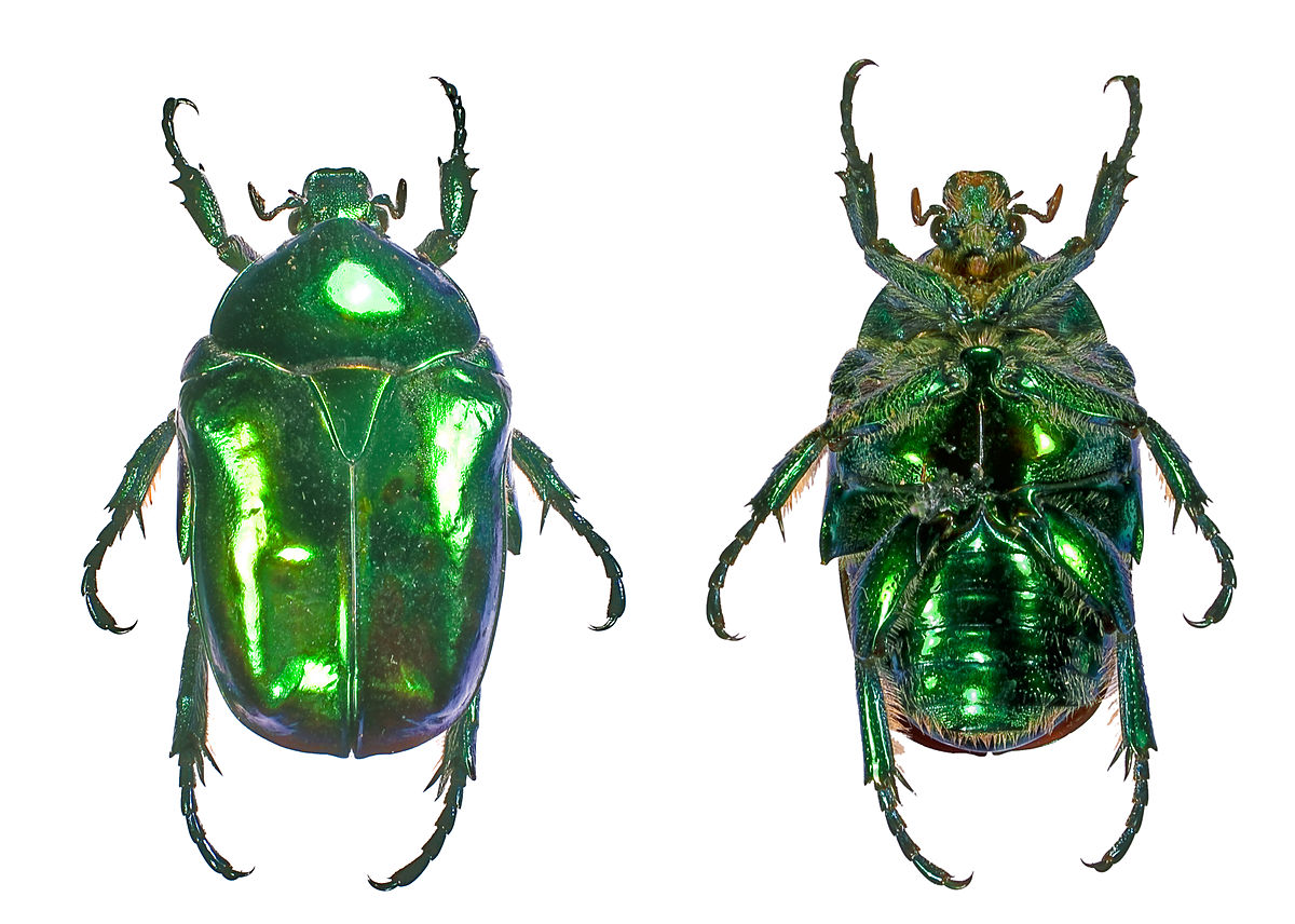 1200px-Cetonischema_Couple.jpg